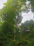 Lush Green Forest with Tall Deciduous Trees under Natural Light