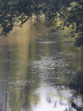 Serene River Scene with Overhanging Tree Branches and Reflections