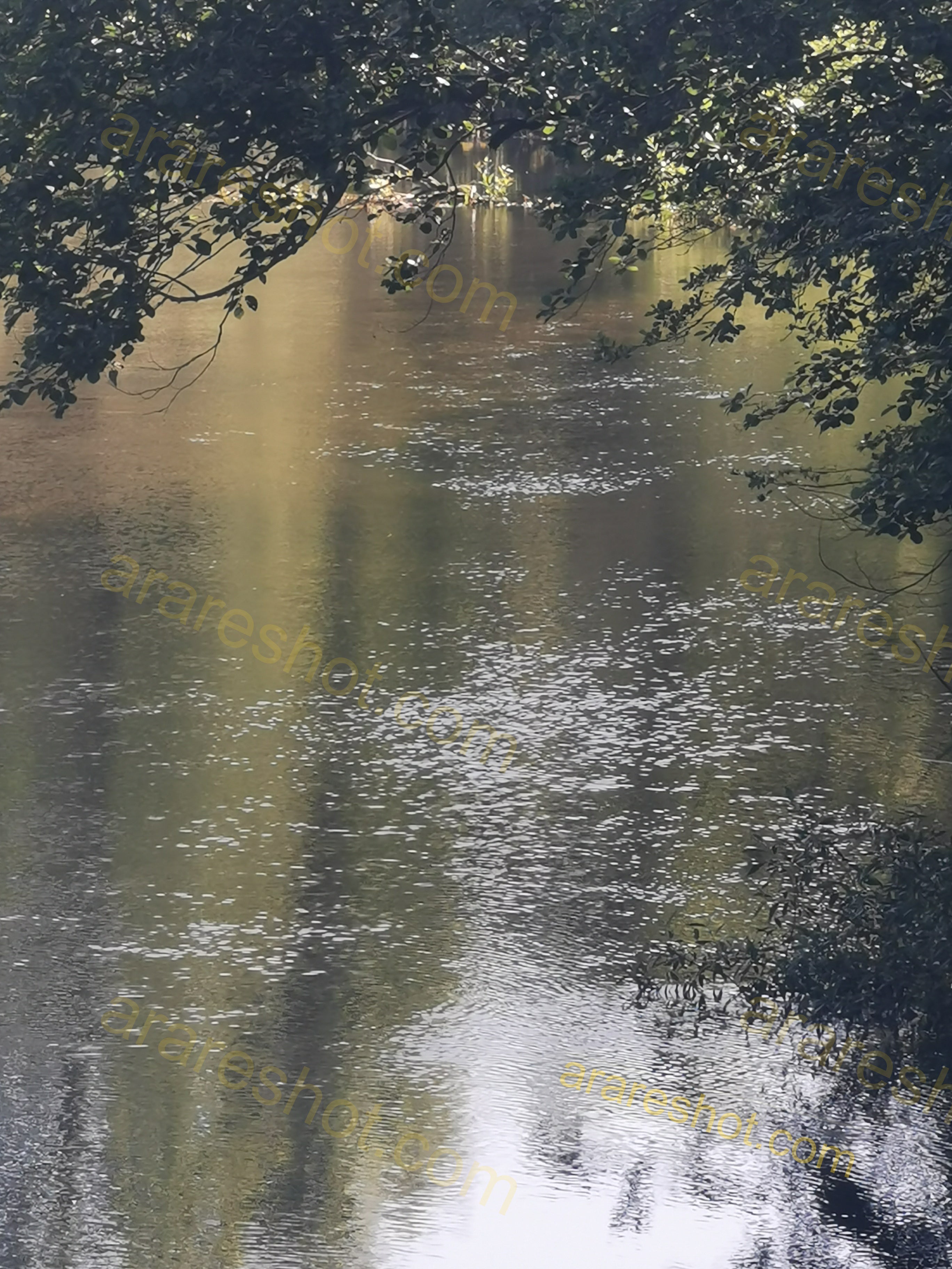 Serene River Scene with Overhanging Tree Branches and Reflections