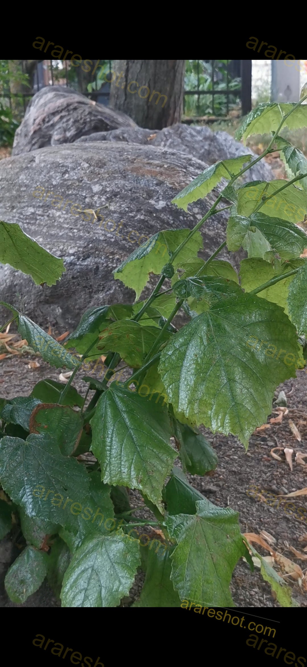 Green Plant with Large Leaves Near Rocks