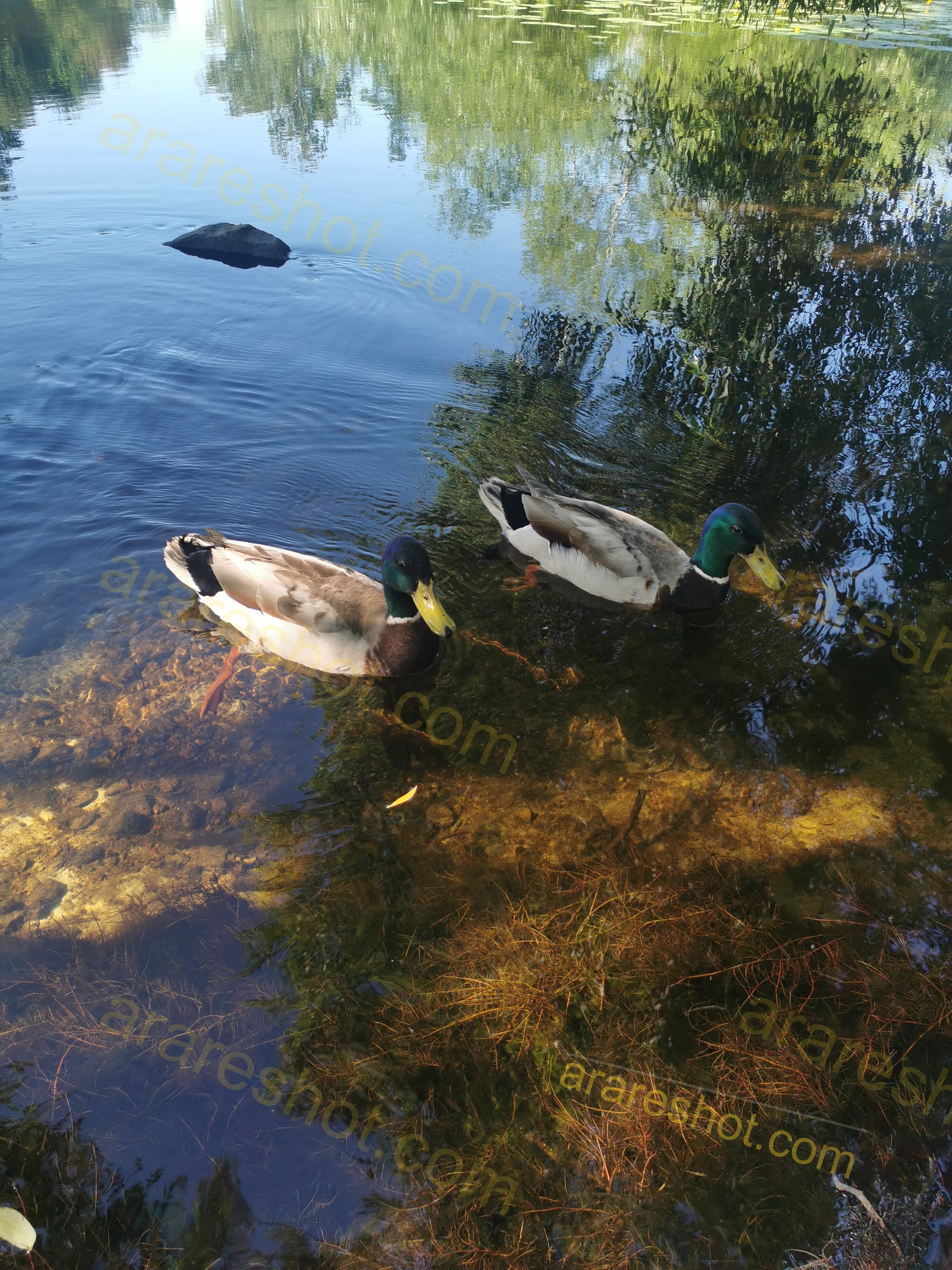 Two Mallard Ducks Swimming in Clear Pond