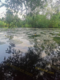Pond with Lily Pads and Overhanging Branches