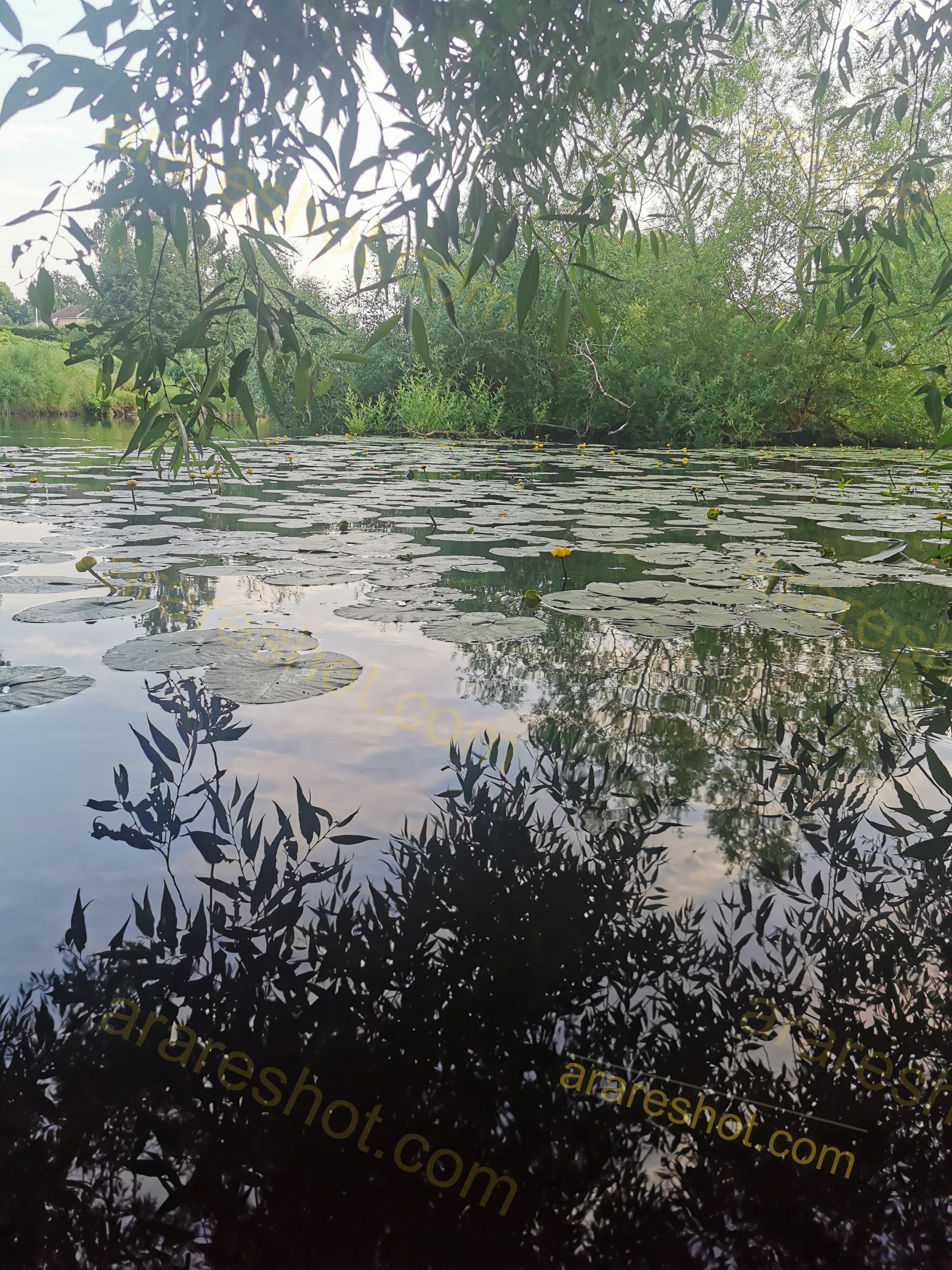 Pond with Lily Pads and Overhanging Branches
