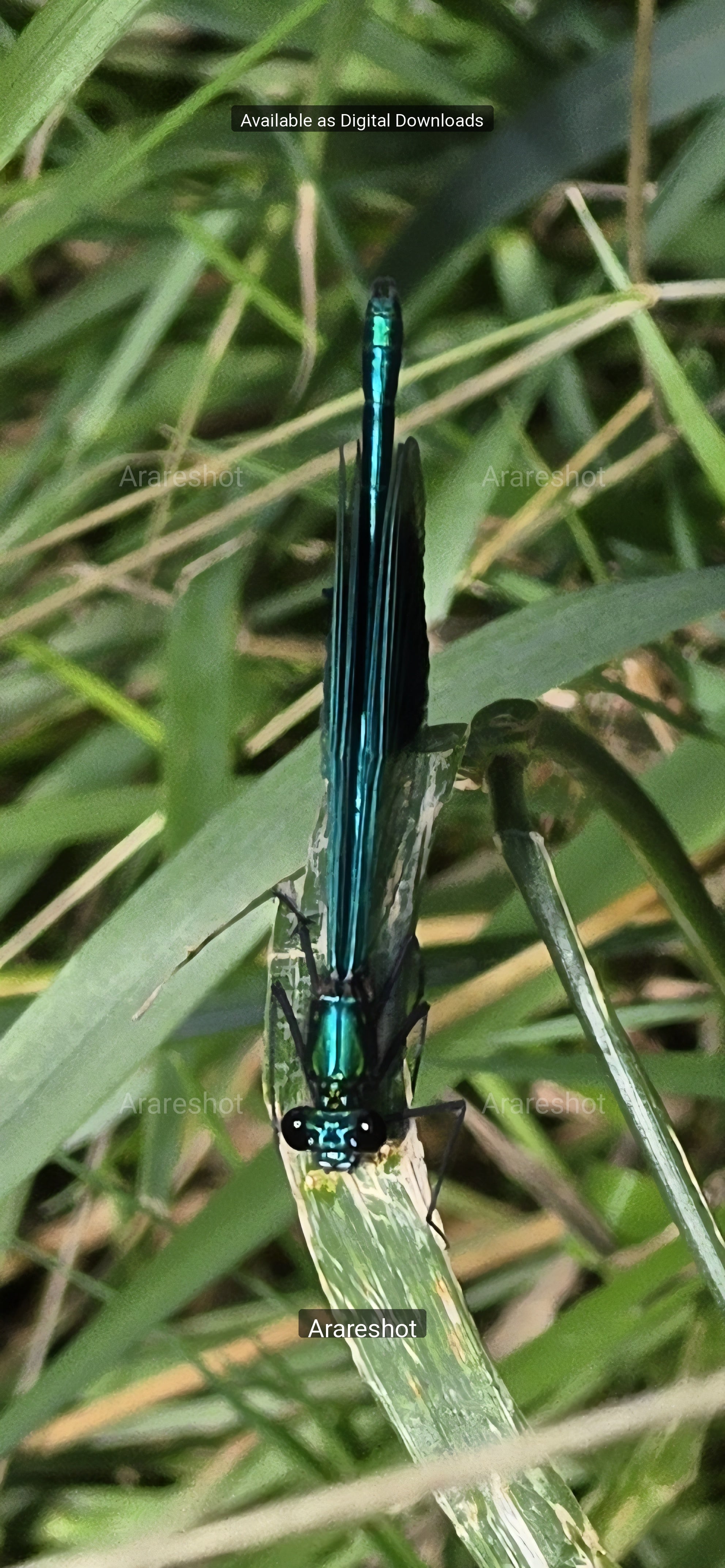 Verdant Bush-Cricket Closeup - Pristine Digital Asset
