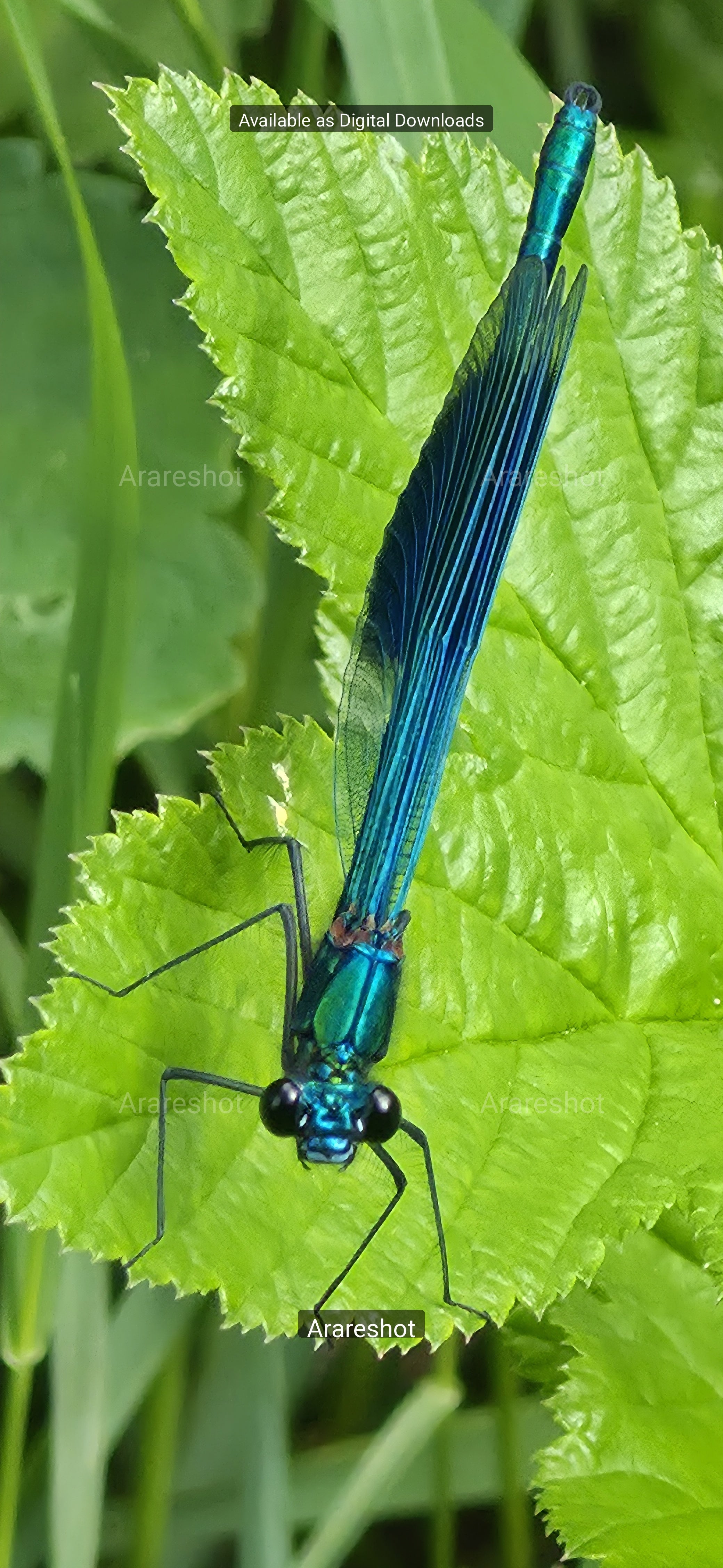 Cobalt Damselfly On Leaf - Native Resolution Download