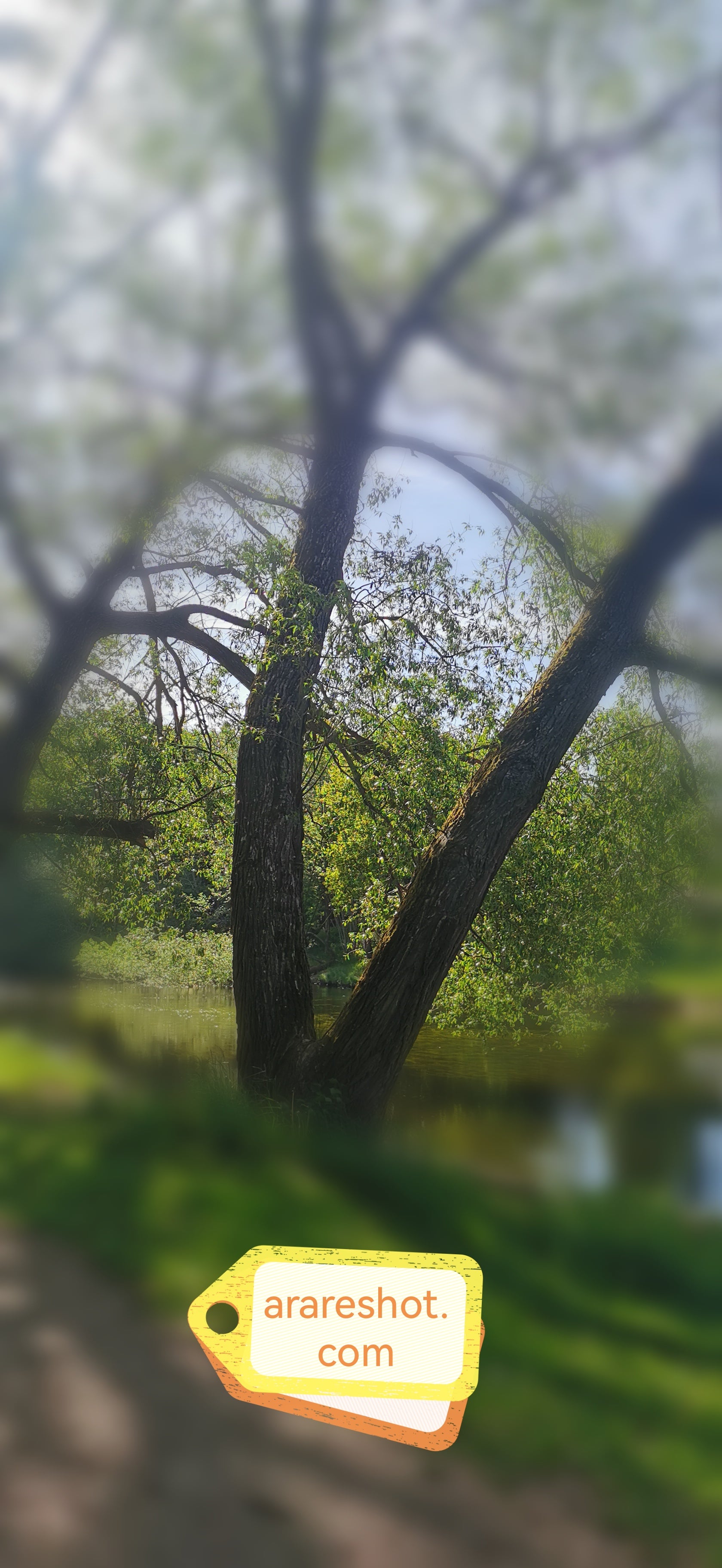 Riverside Tree
