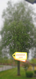 Large Green Tree in Swedish  Residential Area