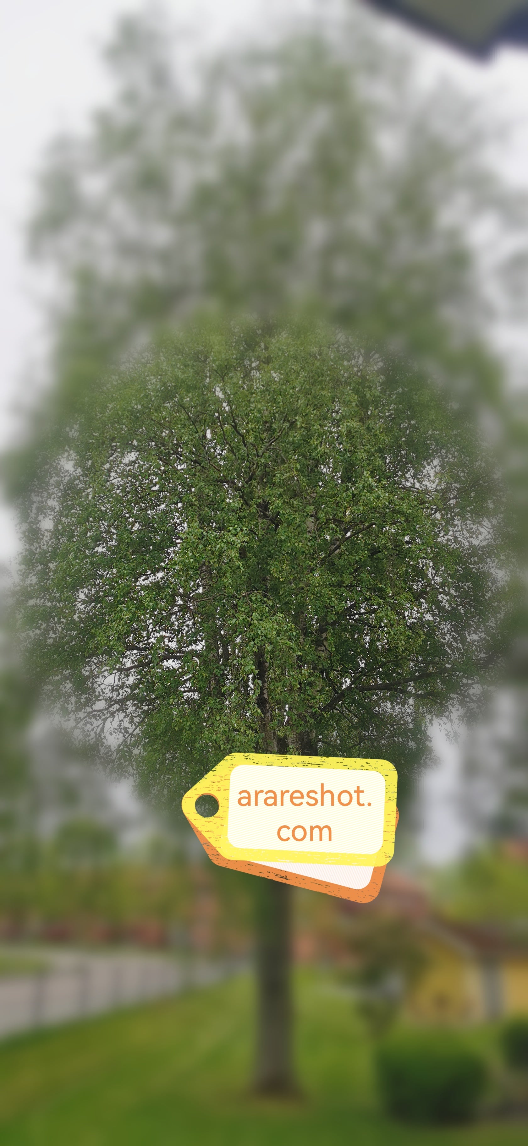 Large Green Tree in Swedish  Residential Area