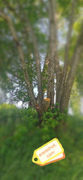Multi-Trunk Tree