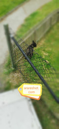 Small Dog Behind Fence in Green Yard