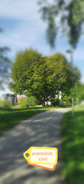 Urban Park Pathway