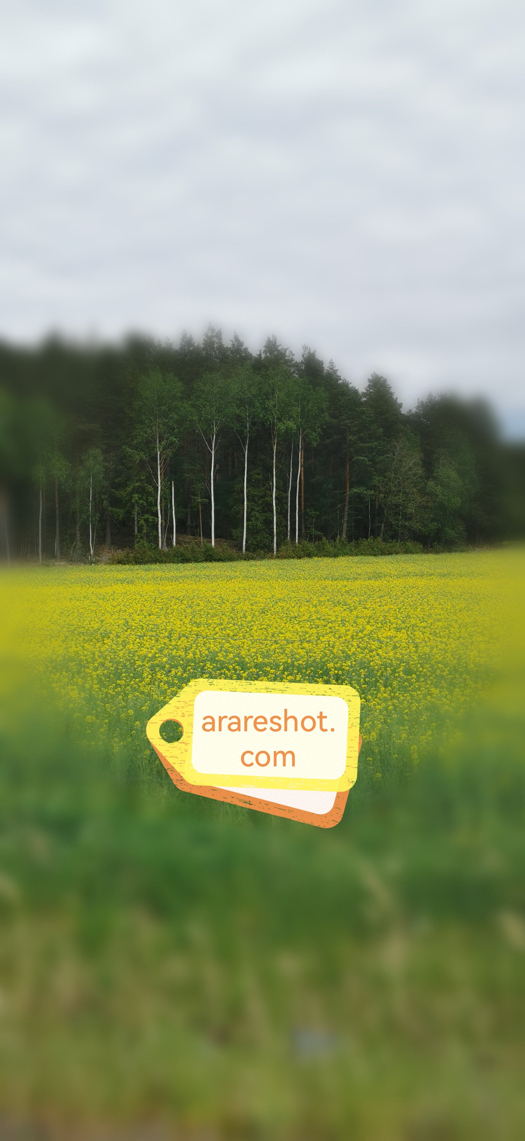 Yellow Field with Forest Background