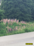 Lush Lupine Flowers by Quiet Road Digital Print
