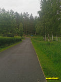 Lush Green Shrubbery in Tranquil Parkland