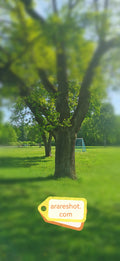 Majestic Spring Tree