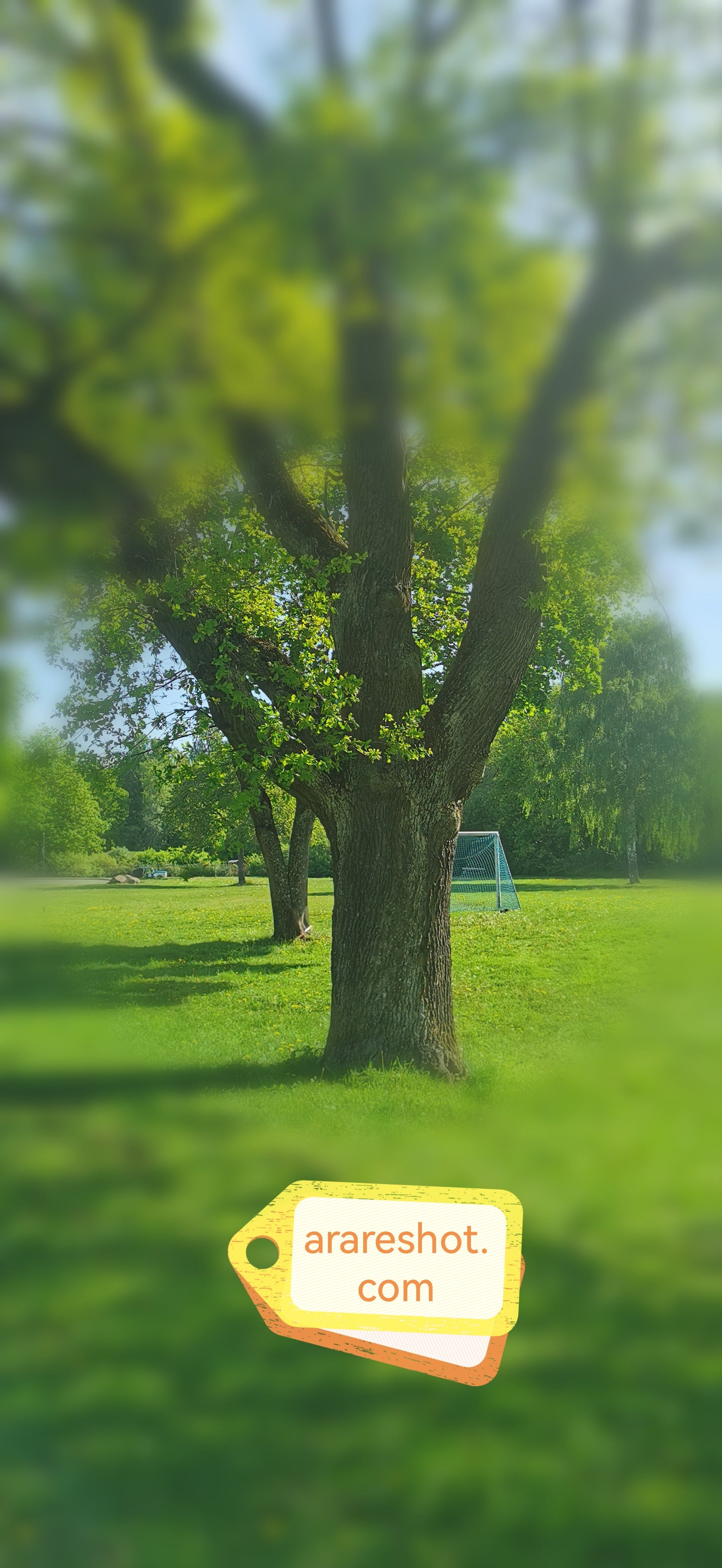 Majestic Spring Tree