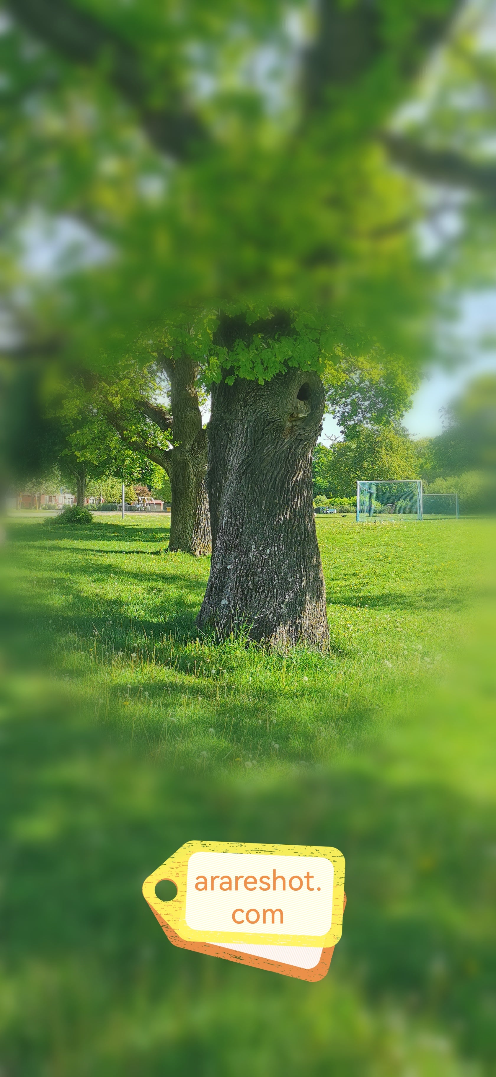 Sunlit Park Tree