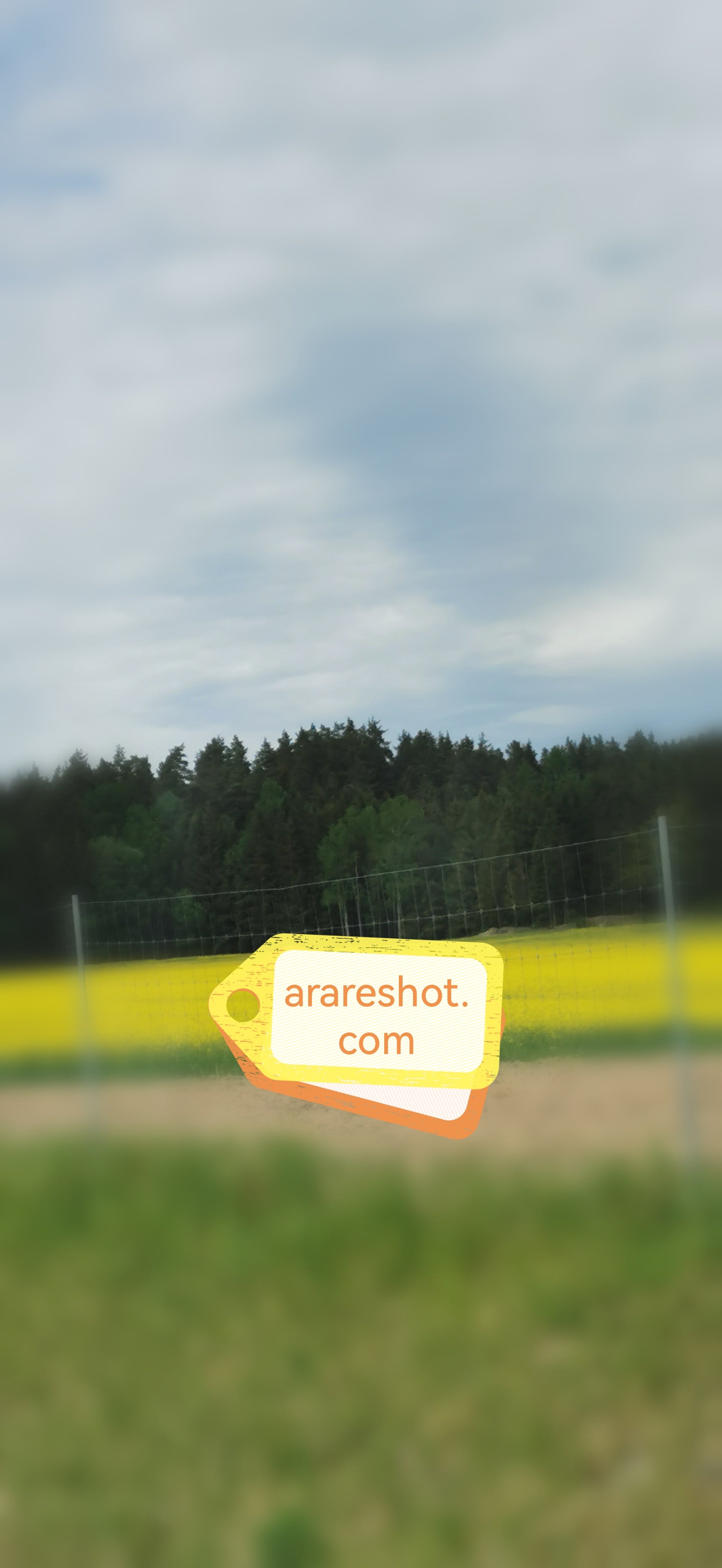 Yellow Field with Forest and Fence