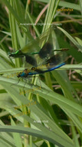 Emerald & Sapphire Damselflies: A Rare Macro Moment