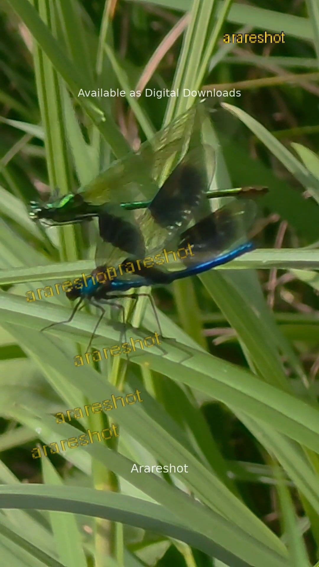Emerald & Sapphire Damselflies: A Rare Macro Moment