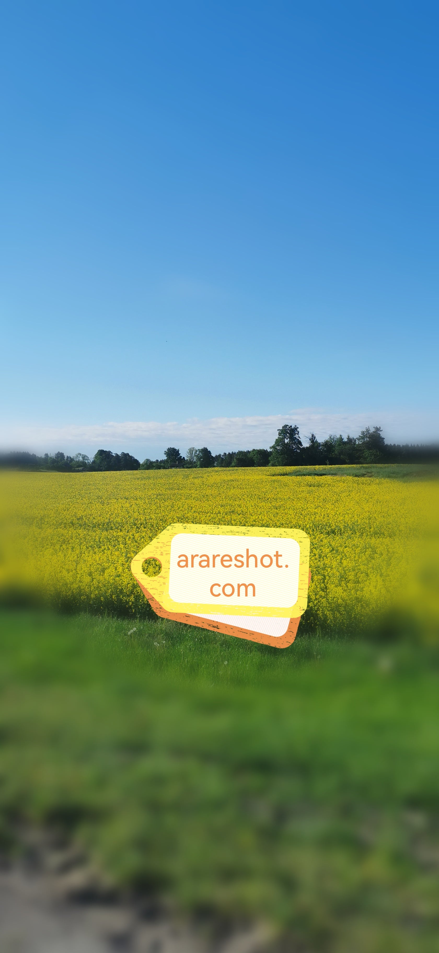 Bright Yellow Field Under Blue Sky