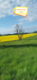 Green and Yellow Fields with Lone Tree