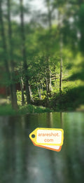 Forest Cabin Reflection