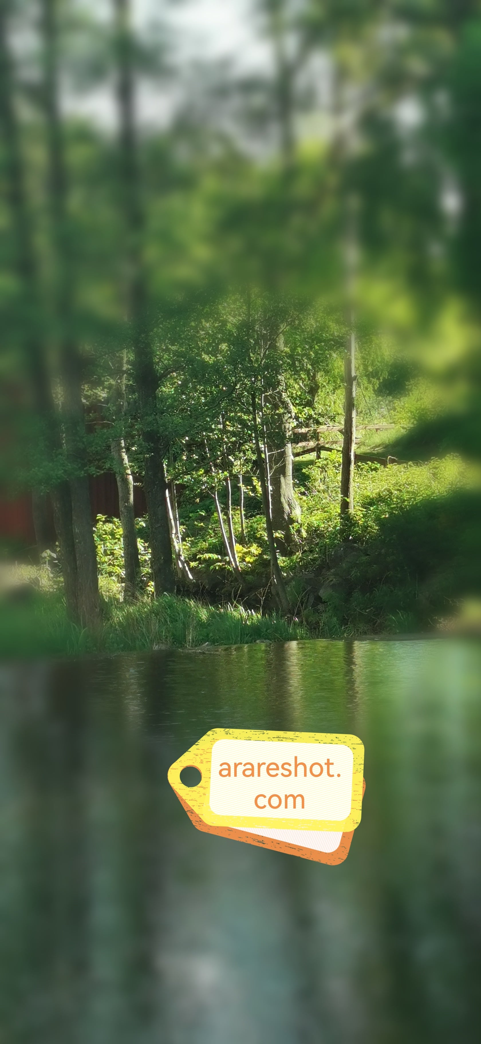 Forest Cabin Reflection