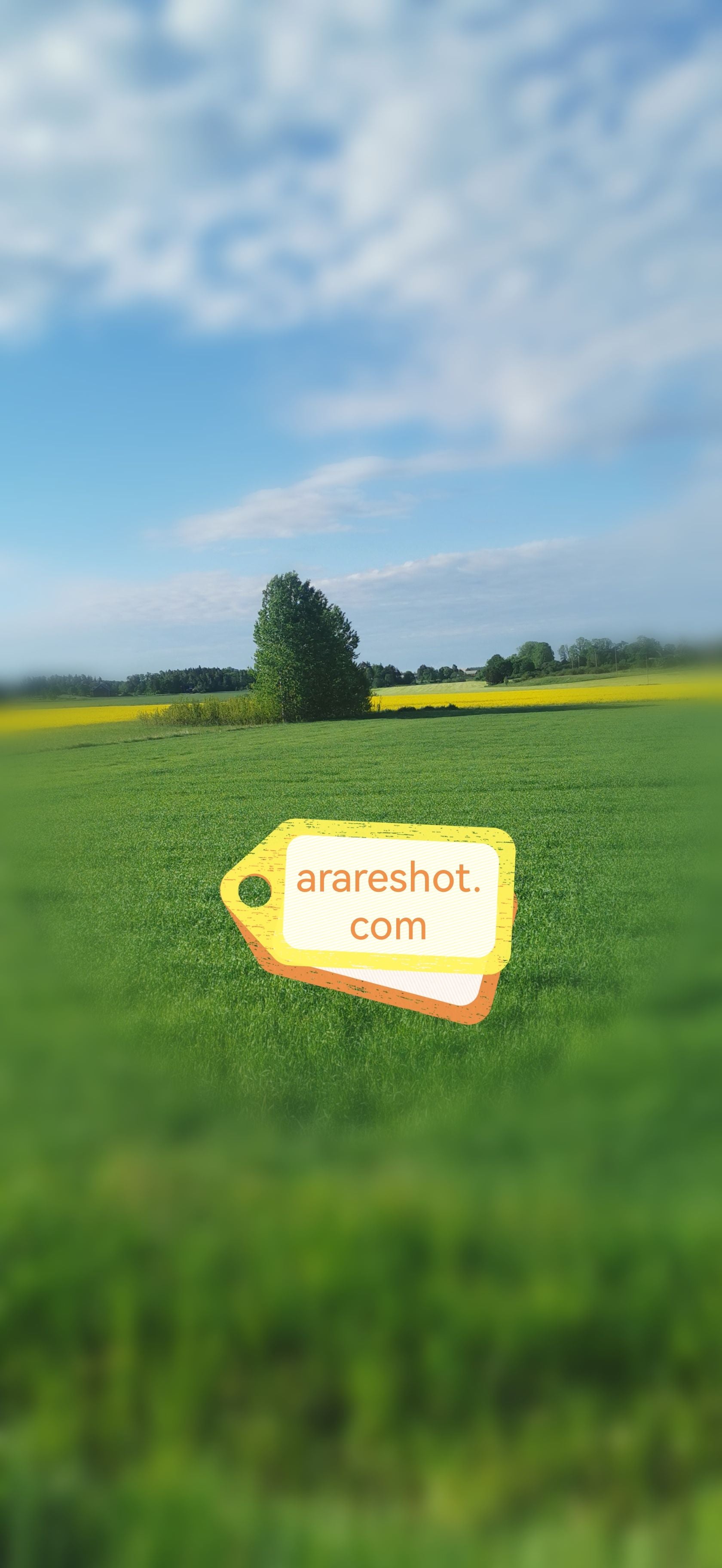 Green and Yellow Fields with Tree Cluster
