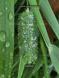 Forest Foliage: Swedish Green Leaf Macro Print