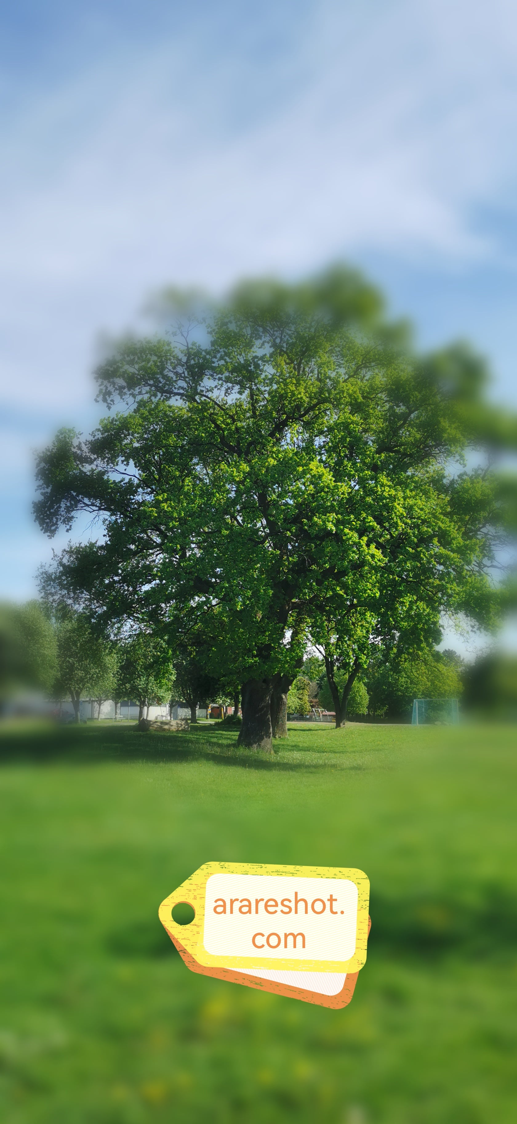 Grand Park Tree