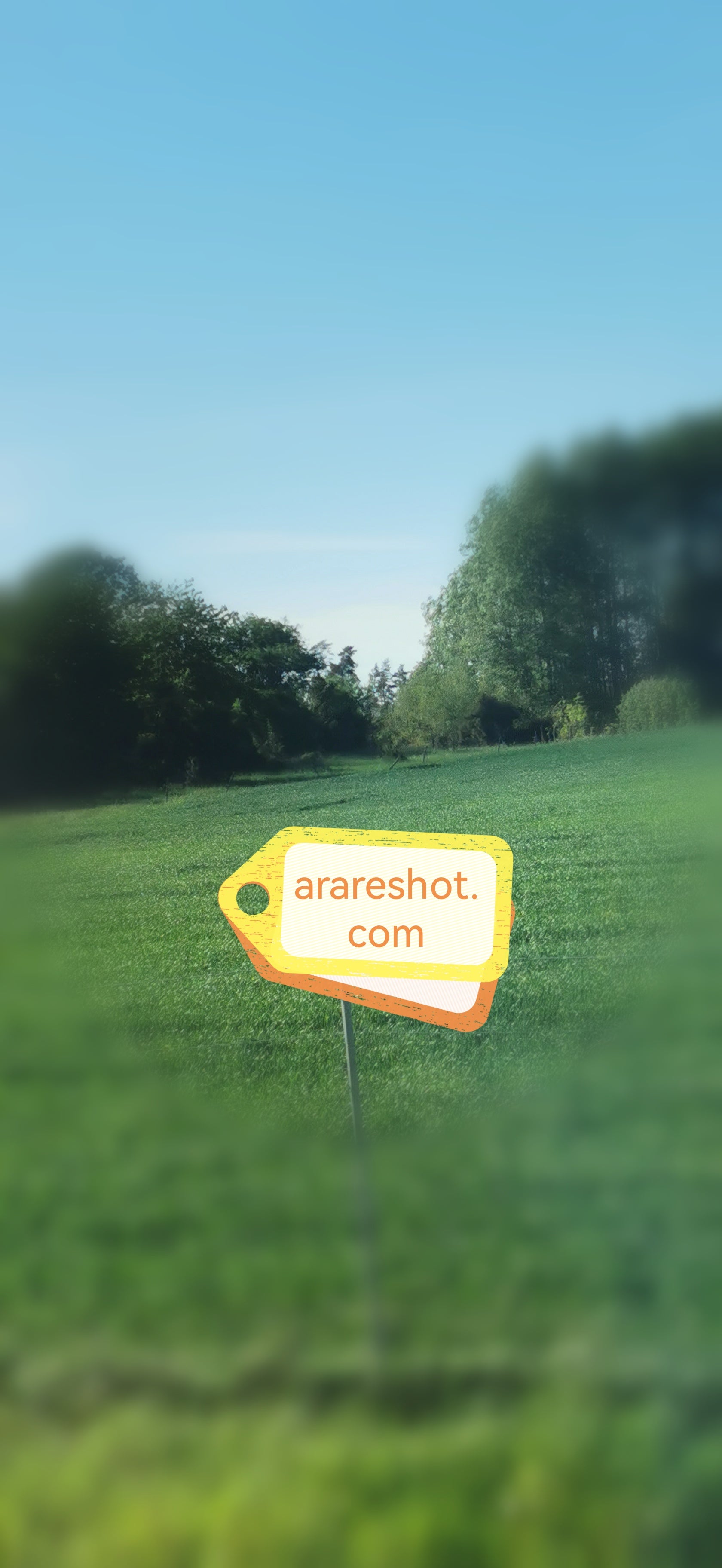 Tall Green Grass Field Under Clear Sky