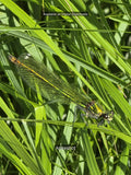 Emerald Stream: Green Damselfly Macro Print