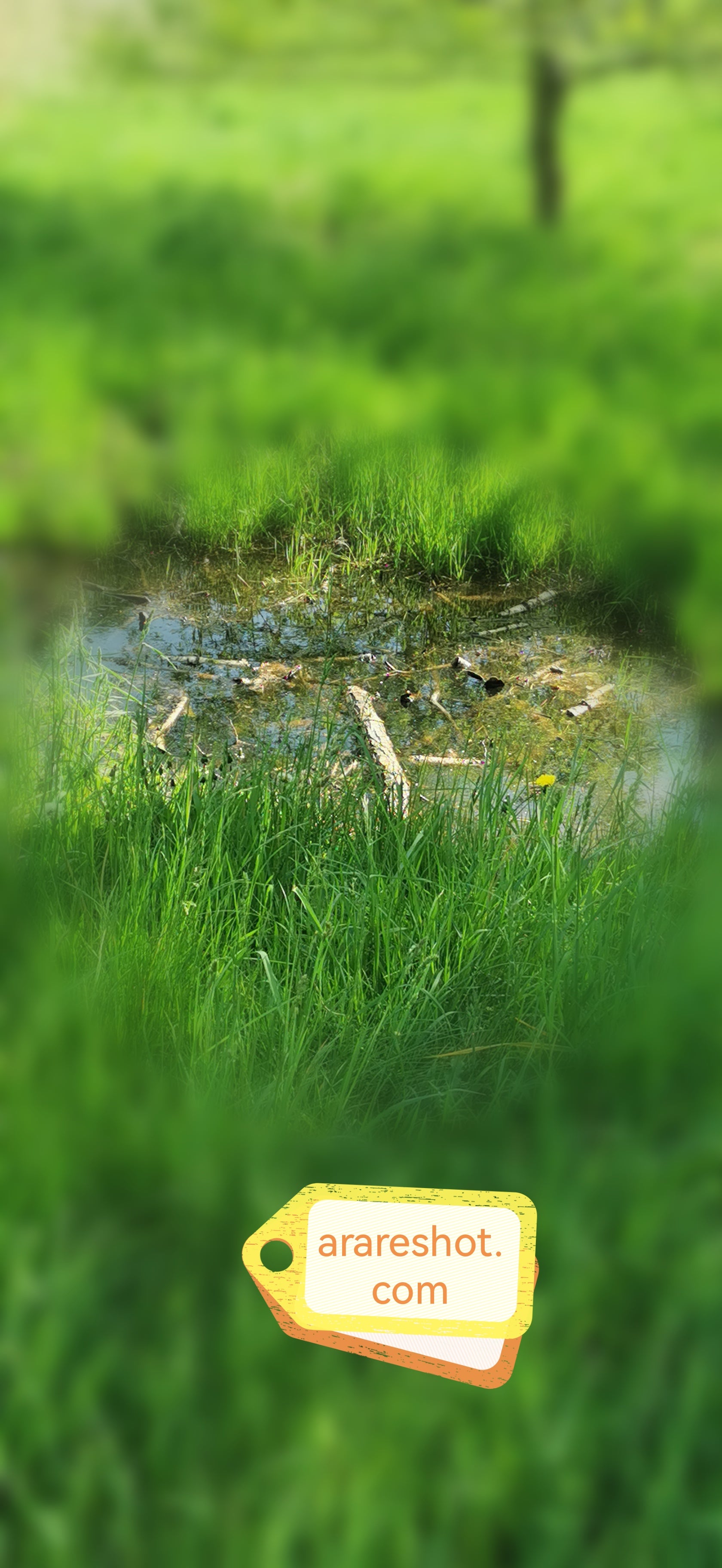 Wet Grass Patch