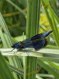 Electric Blue Damselfly Resting: High-Resolution Macro Photograph