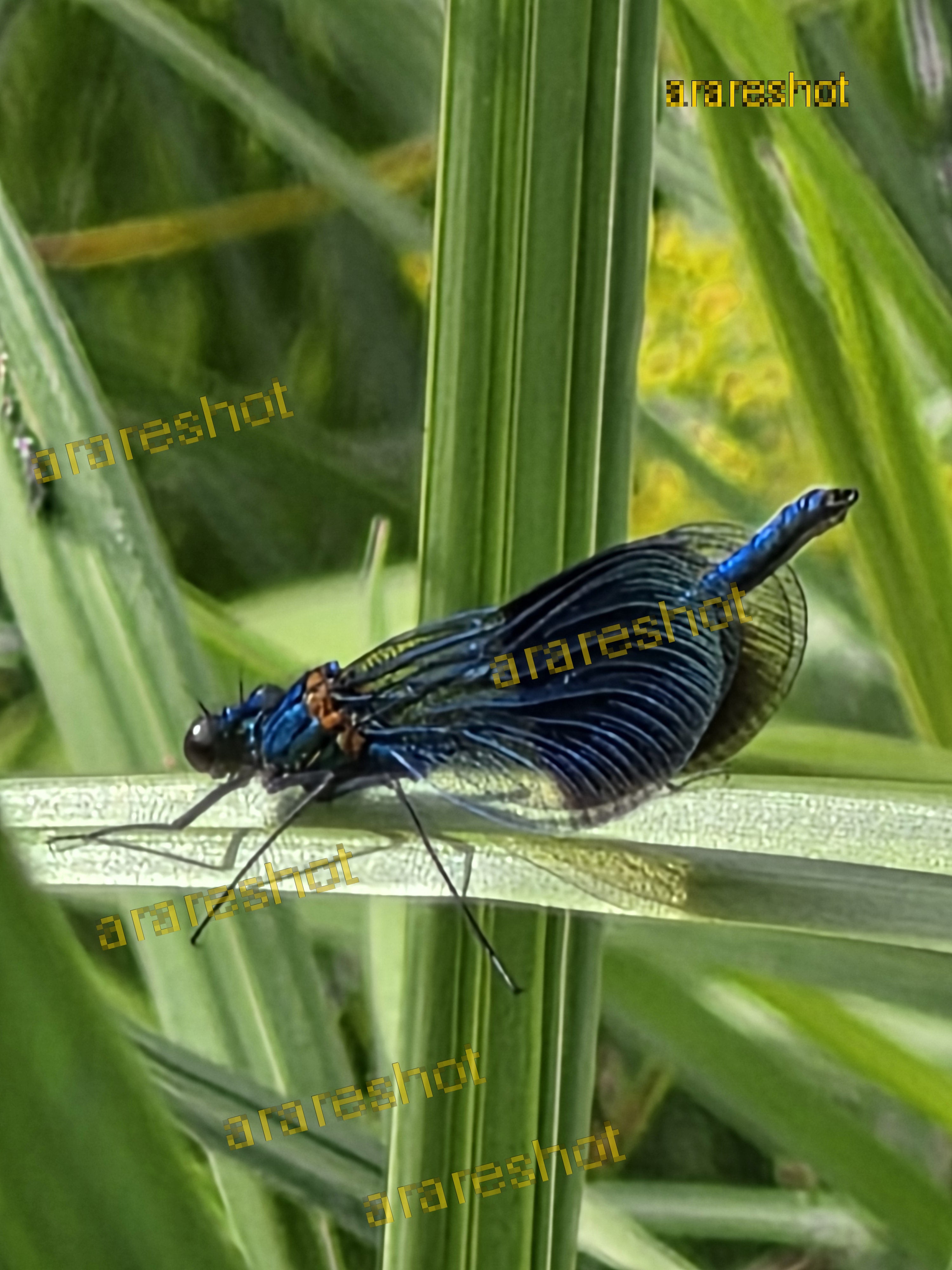 Electric Blue Damselfly Resting: High-Resolution Macro Photograph