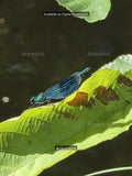 Forest Sparkle: Tiny Insect Macro Print