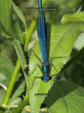 Swedish Stream: Blue Damselfly Macro Print