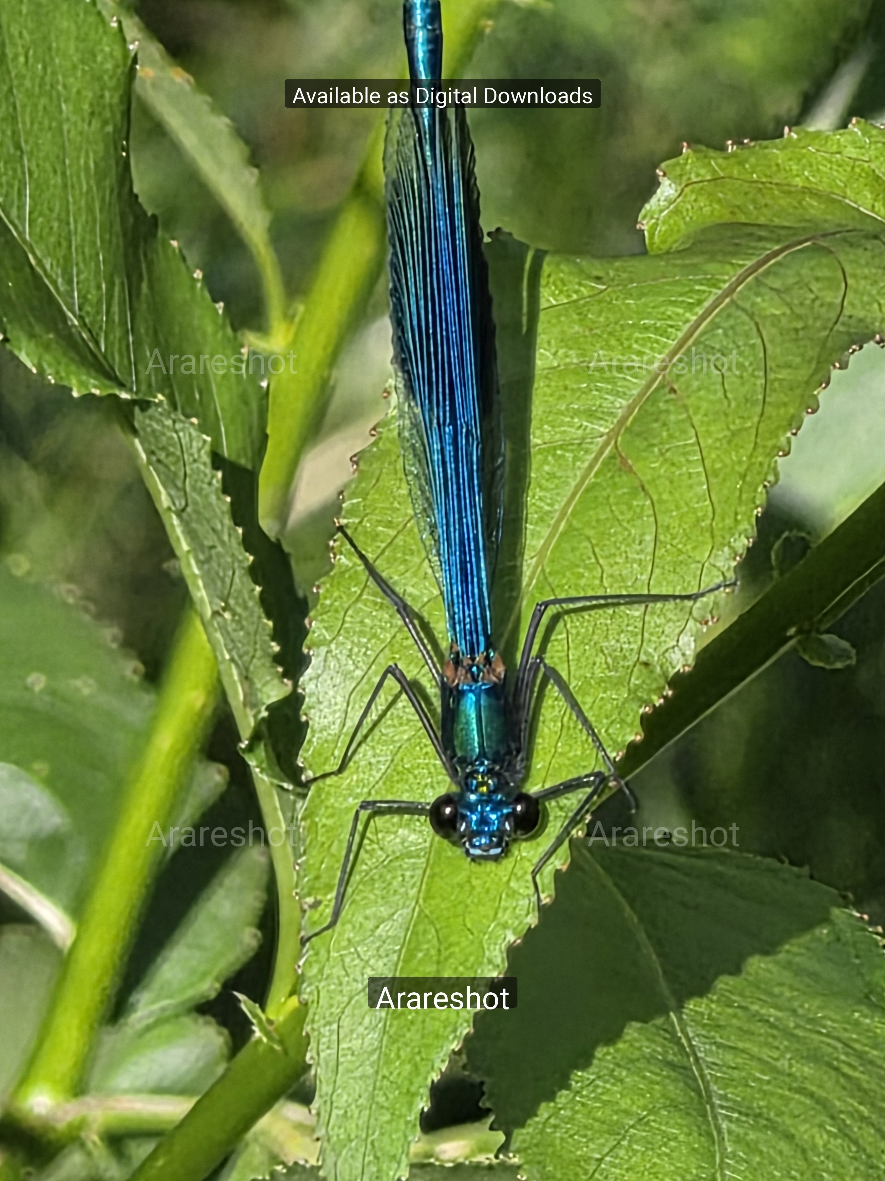 Swedish Stream: Blue Damselfly Macro Print