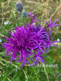 Purple Knapweed Wildflower | Sweden Nature Macro Photography