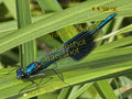 Metallic Blue Damselfly Profile: Ultra HD Macro Fine Art Photography
