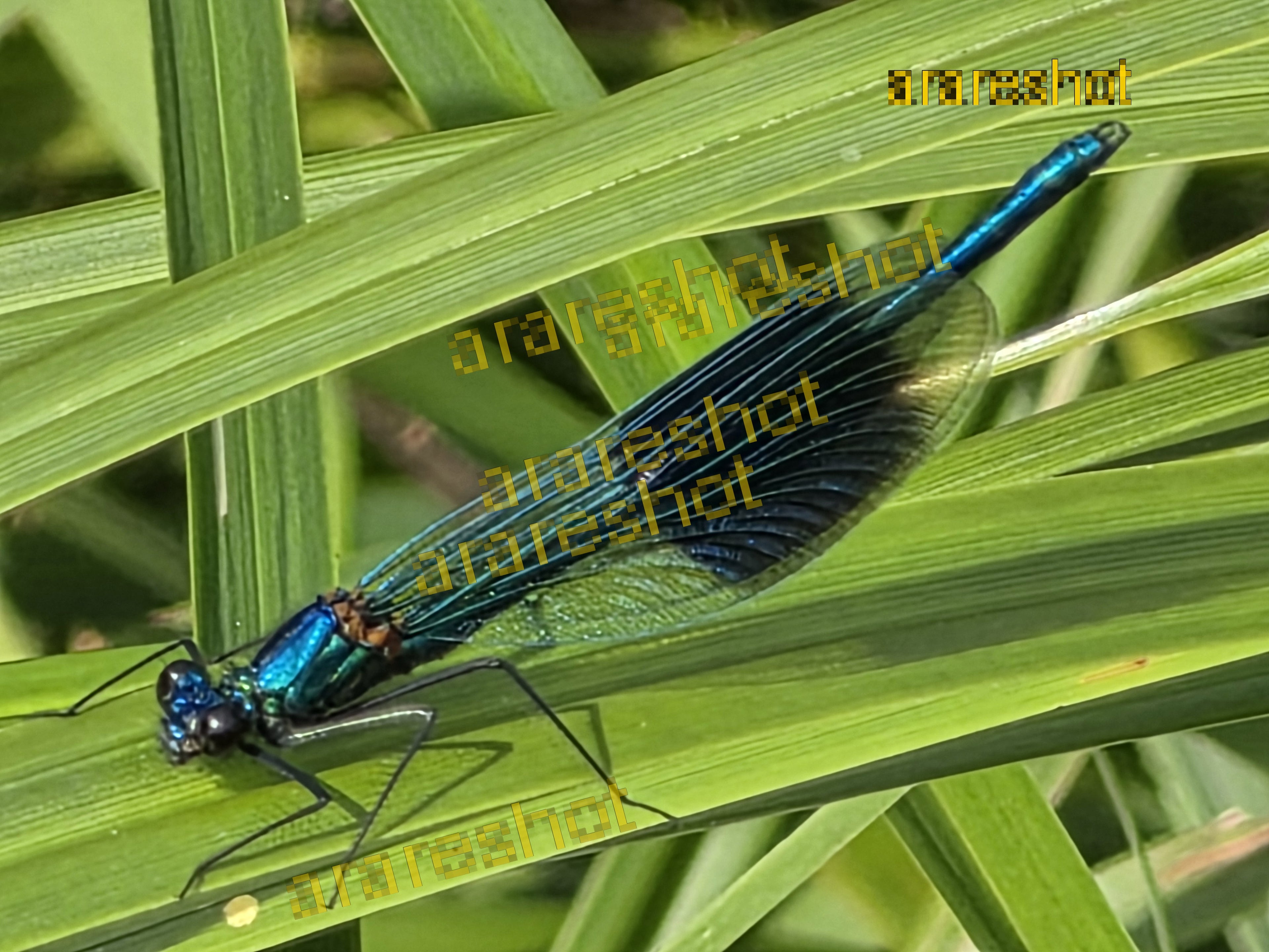Metallic Blue Damselfly Profile: Ultra HD Macro Fine Art Photography