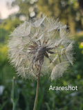 Wild Dandelion Seed Head | Sweden Nature Macro Photography