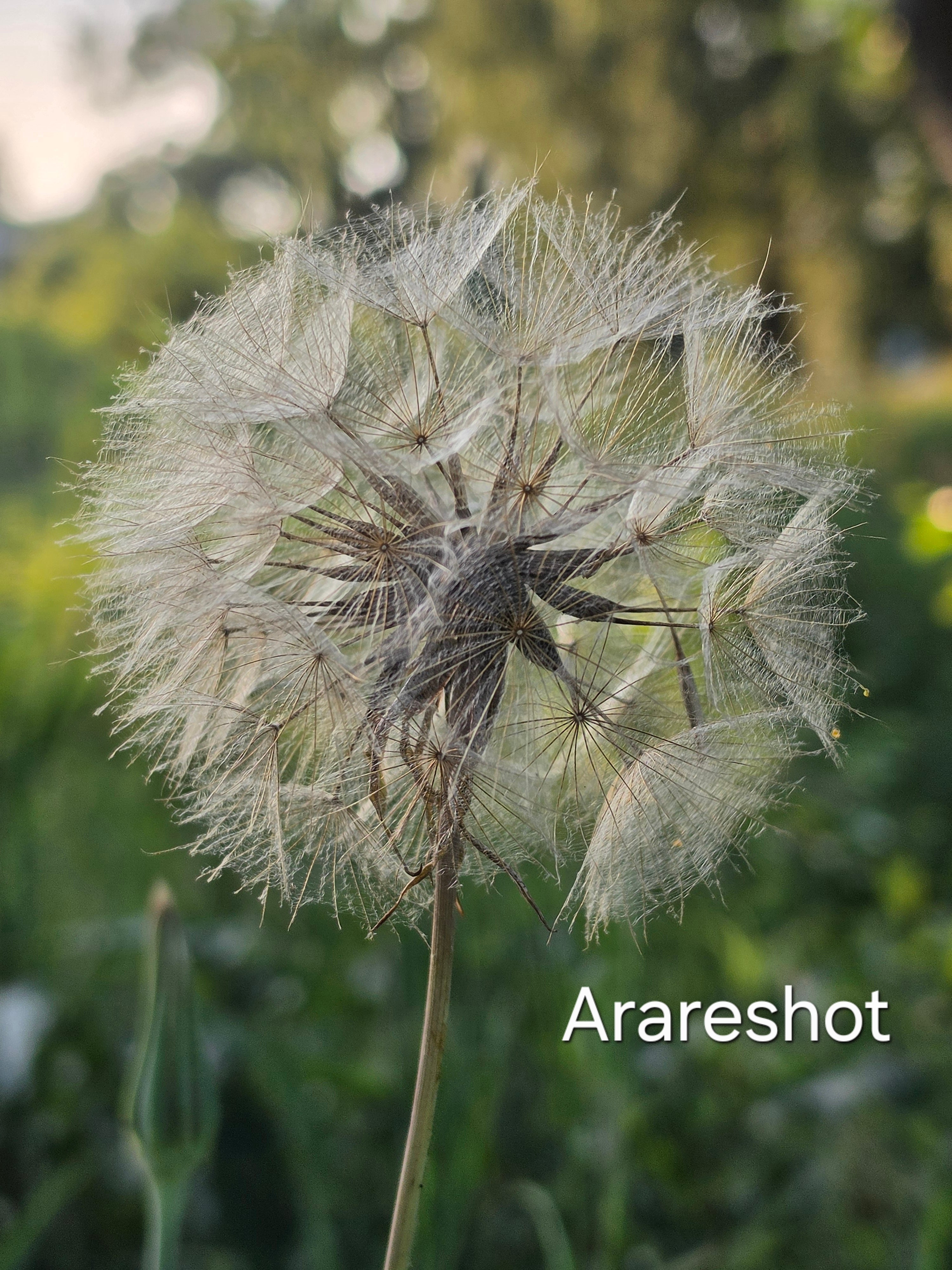 Wild Dandelion Seed Head | Sweden Nature Macro Photography