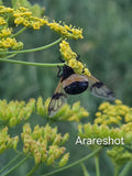 Bee Fly Pollinating Wild Yellow Flowers | Sweden Macro Photography