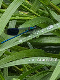 Blue Damselfly Resting After the Rain