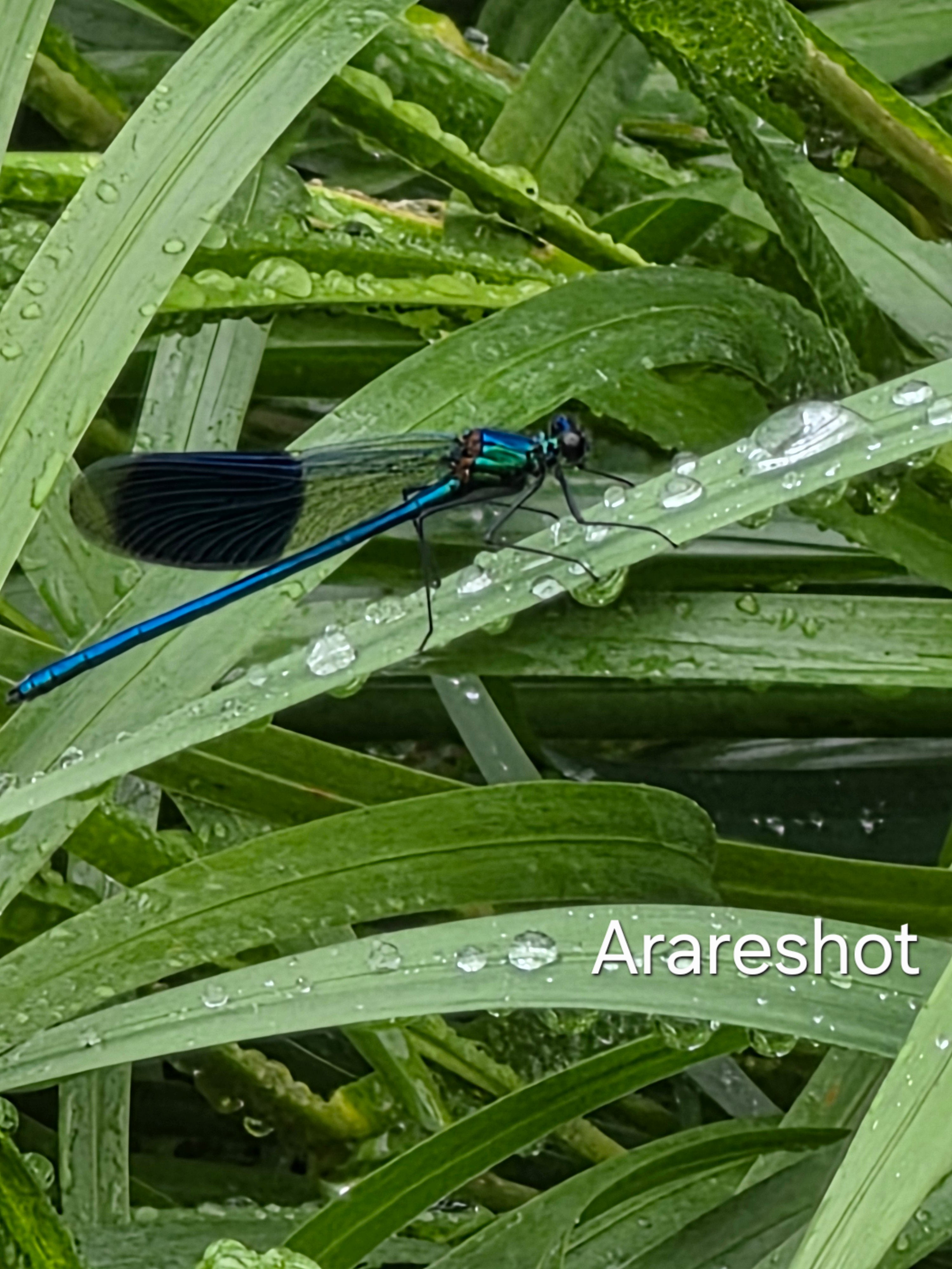 Blue Damselfly Resting After the Rain