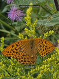 Golden Meadow: Yellow Butterfly Macro Print