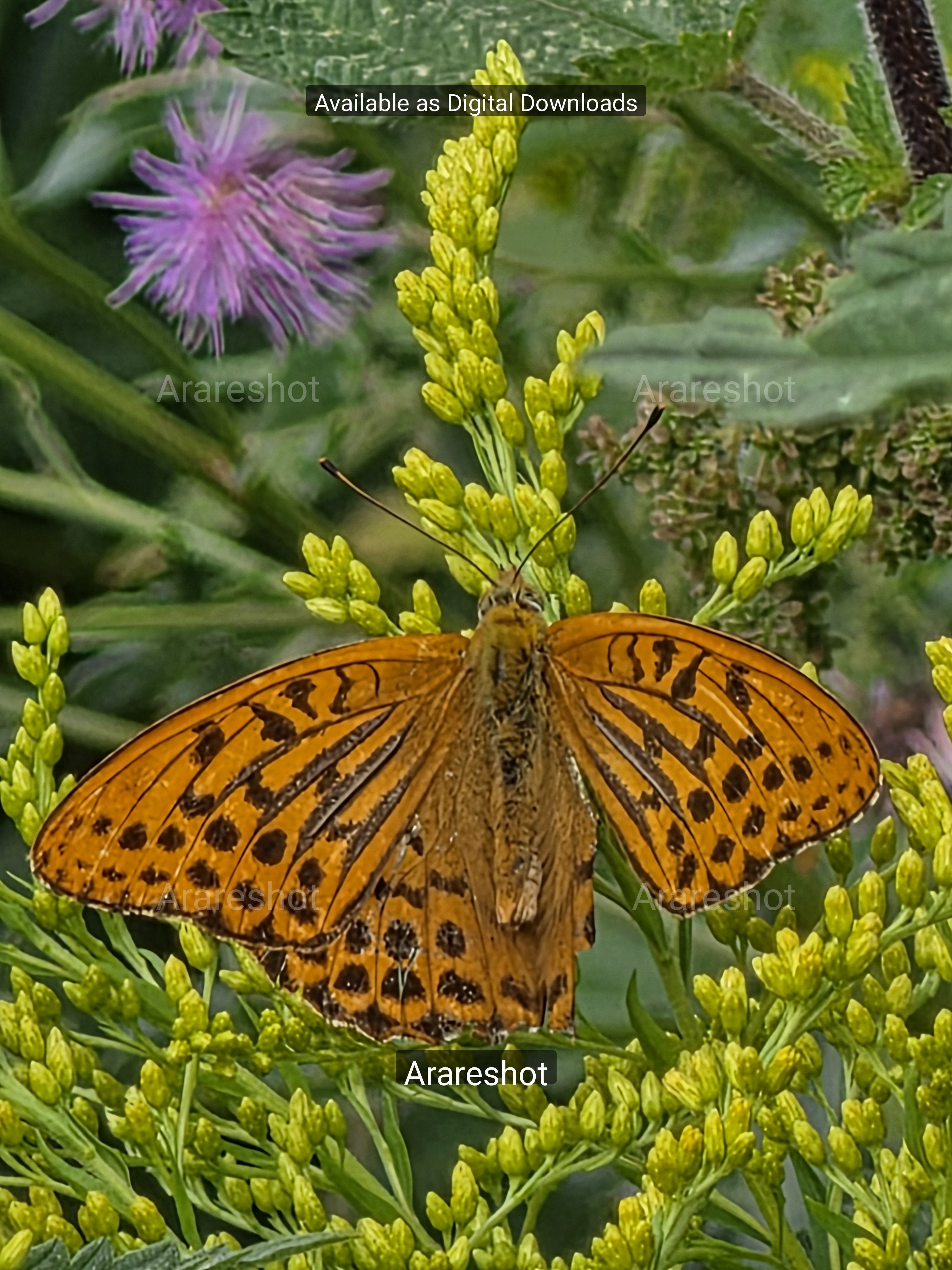 Golden Meadow: Yellow Butterfly Macro Print