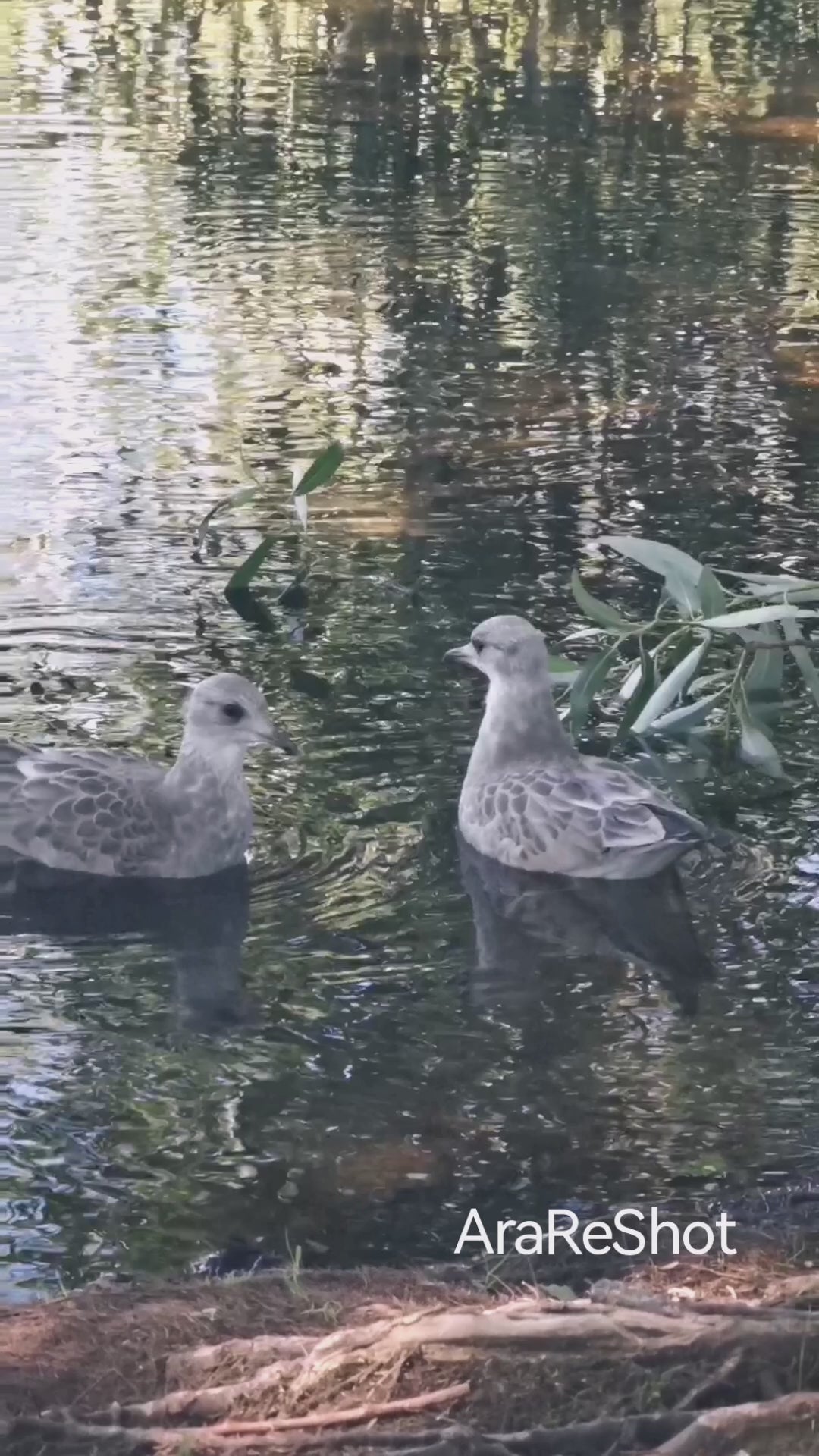 Twin Gulls Floating on Reflective Waters